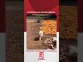 Çiftliği koruyan güvenlik görevlisi...