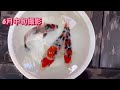 錦鯉成長記録 #錦鯉 #錦鯉アクアリウム #koi #carp