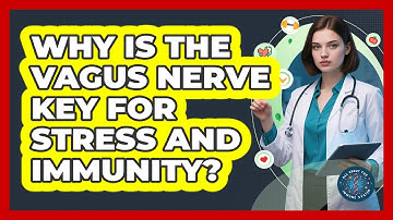 Why Is The Vagus Nerve Key For Stress And Immunity? - All About the Immune System