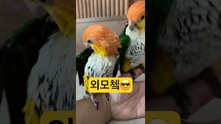 샤워 후 외모체크~~~.              #parrot #birds #앵무새 #카이큐 #pets #s…