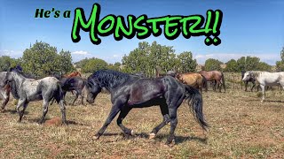 Releasing the STUDS Part 2 - MONSTER & RKR #horseranch