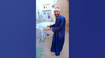 معاكي ببقي بيبي معاهم ببقي عمو الشعب الصيني ماله حل 
