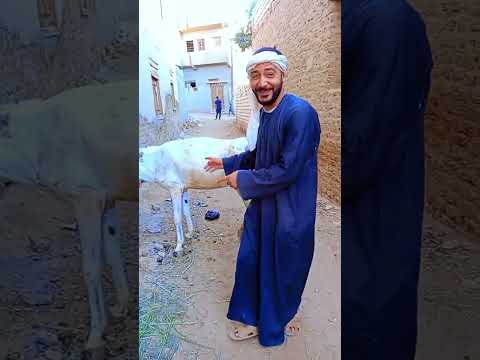 معاكي ببقي بيبي معاهم ببقي عمو الشعب الصيني ماله حل