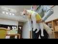 術後服の試着が不服な猫