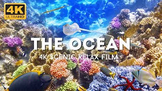 The Ocean 4K -  Scenic Wildlife Film With Calming Music