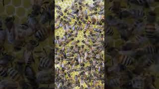 Buckfast QueenBee #bees #beekeeping #queenbee #pszczoły #pszczelarstwo #matkipszczele #matkipszczele