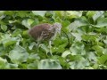 Chinese pond heron at hunt