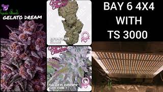 SG Grow Series - Auto Strawberry Banana Update & Photoperiod Harvest