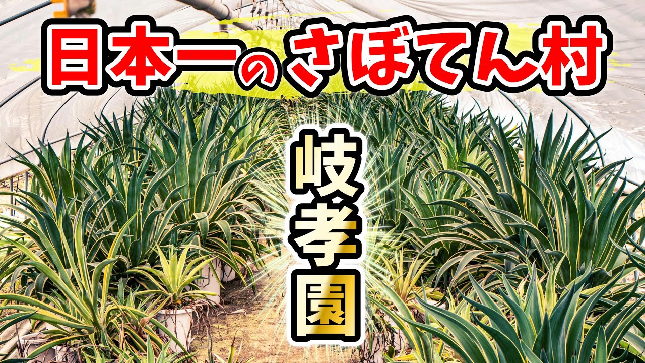 【植レポ】日本一のサボテン村『岐孝園』さんに行ってきた！！No.021