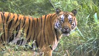 What is Rewilding? The basics of Rewilding.