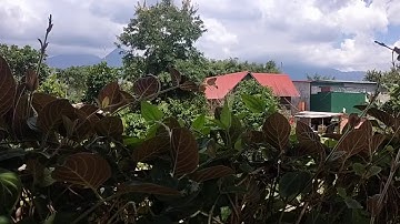 qhia tshuaj kho qaib mob veeb