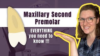 Maxillary Second Premolar | The Definitive Tooth Anatomy Study Guide for Dental Students