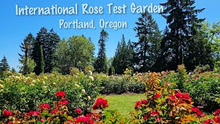 International Rose Test Garden in Portland, Oregon \/ Walking Tour