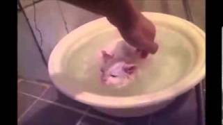 Котенок принимает ванну с пеной Котенок принимает ванну с пеной