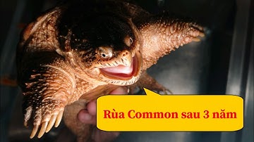 Vlog #160 | Rùa Common của mình sau 3 năm nuôi dưỡng | Rùa Cá Sấu