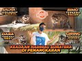 PENANGKARAN HARIMAU SUMATERA SATU SATUNYA DI DUNIA ! ADA YANG PERNAH MAKAN MANUSIA !!