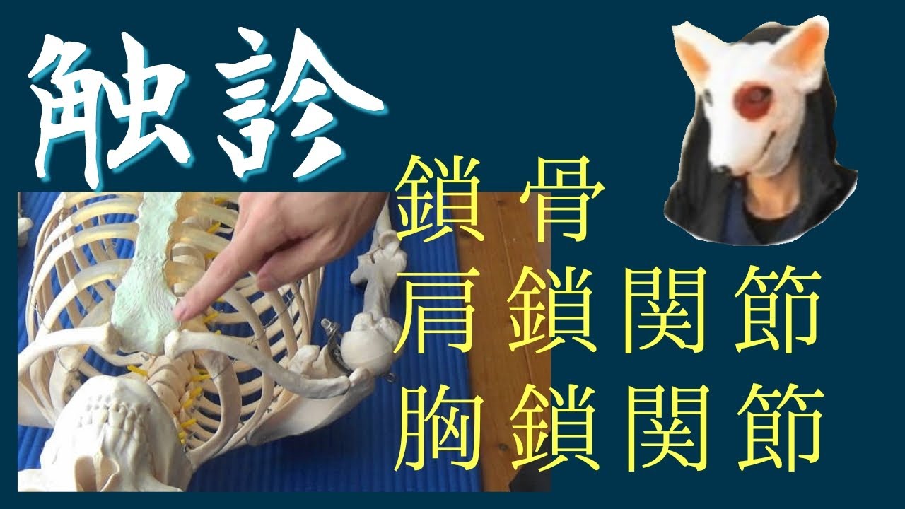 触診 肩鎖関節 胸鎖関節 鎖骨 動き リハビリ モビライゼーション Youtube
