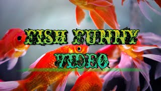 Aqurium Fish Funny Video 🤔🤔🤔🤔🤔🤔🤔🤔🤔🤔🤔🤔🤔🤔🤔🤔# shorts