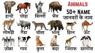 Common Words Meaning in English & Hindi | जानवरों के नाम | Animals Name in English & Hindi | @alokiq