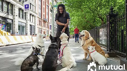 Keema & Her Pack, A Mutual Rescue Film (Subtitled ...