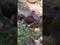 Deadly River Mystery Tribal People Dying One by One Snake’s Revenge Story#shortsvideo