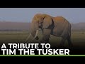 A Tribute To Tim The Tusker