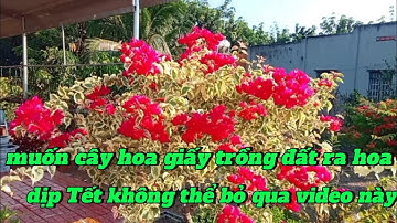cách sử lý cho cây hoa giấy trồng đất ra hoa dịp Tết