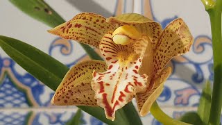 видео: Новые орхидеи, Cymbidium и заказ из Африки. картинка: Новые орхидеи, Cymbidium и заказ из Африки.