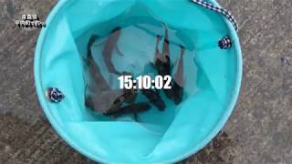 初心者の釣り【第22回】青森県平内町で数釣り＾＾