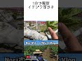 【イチジク栽培】1分で芽かき解説