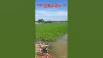 Cần bán nhanh DT 18 công đất lúa giá 100 triệu 1 công thuộc huyện Thạnh hóa tỉnh Long An