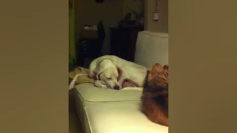 Poppi wants her spot back!