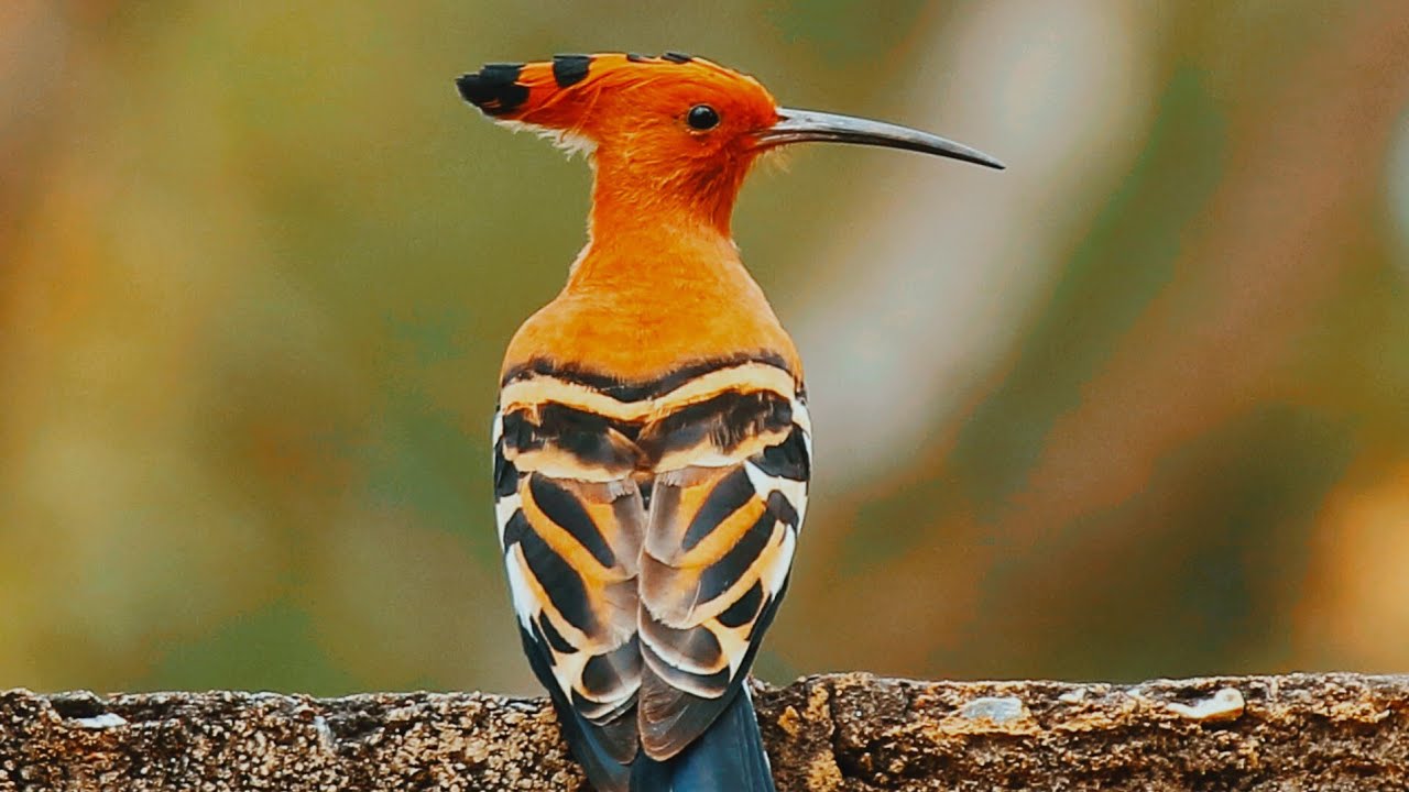 Eurasian hoopoe Birds/Hodhod Birds|Beautiful Birds|Birds and Animals