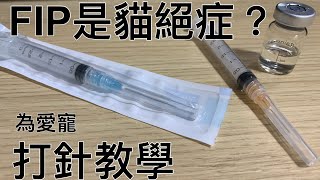 打針教學 FIP貓傳染性腹膜炎注射441針藥請先諮詢獸醫師7仔遺愛廣東話中文字幕How to give your cat subcutaneous fluids by yourself