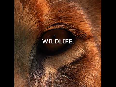 parking Help Us Fight Poaching - Paradise Wildlife Park