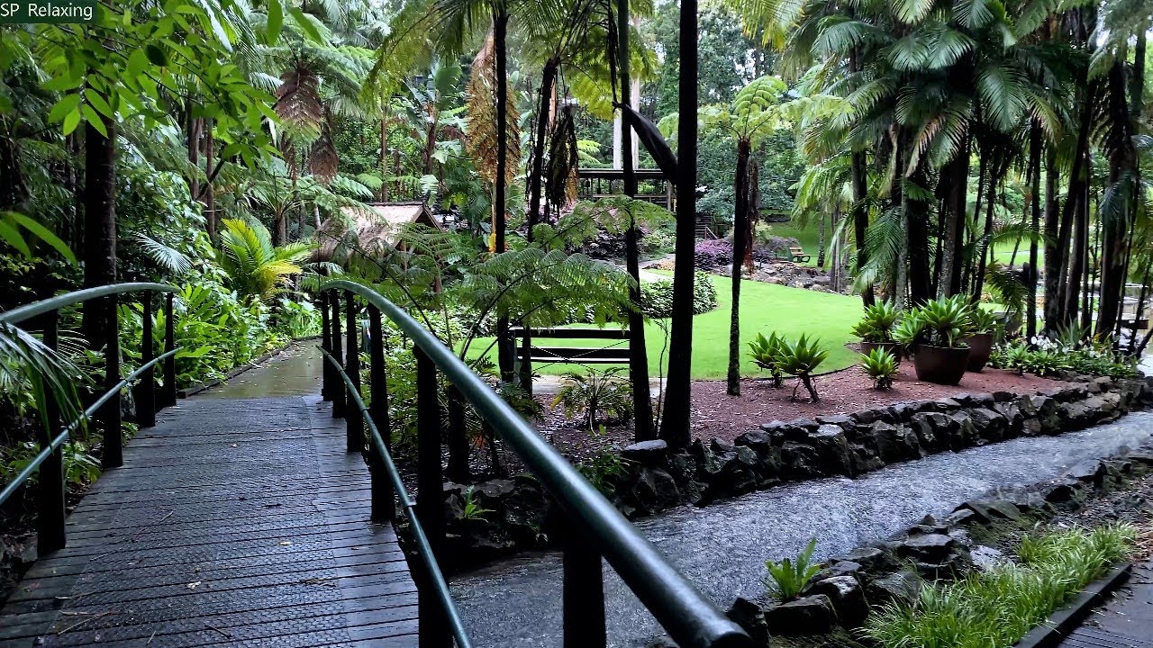Relaxing Walk in the Rain, Umbrella and Nature Sounds of Australian ...