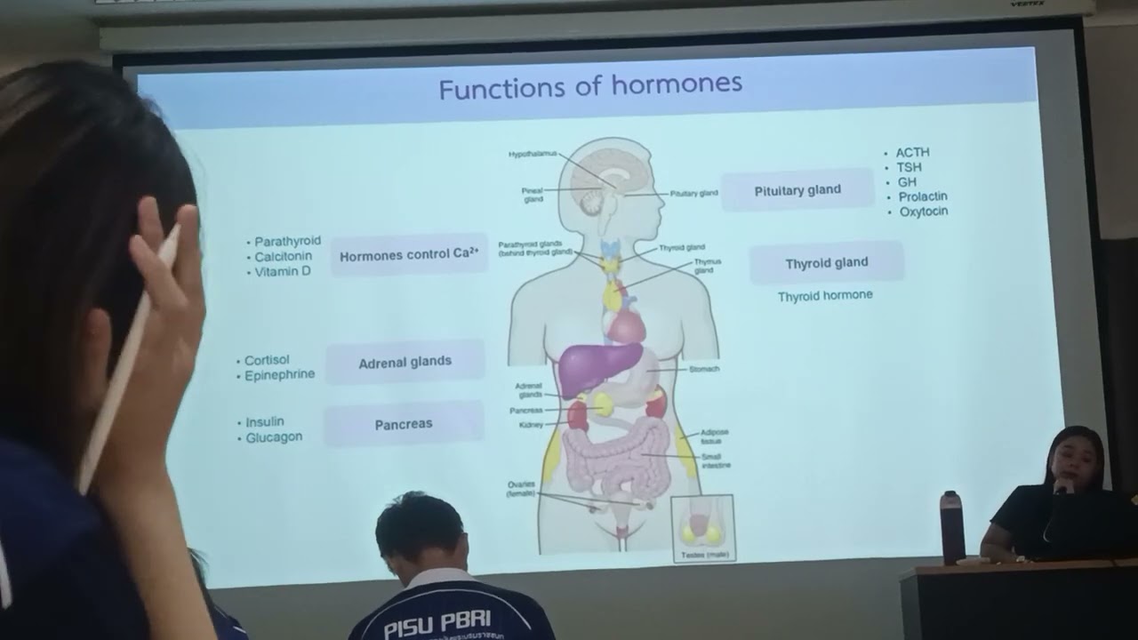 การทำงานโฮโมน  1