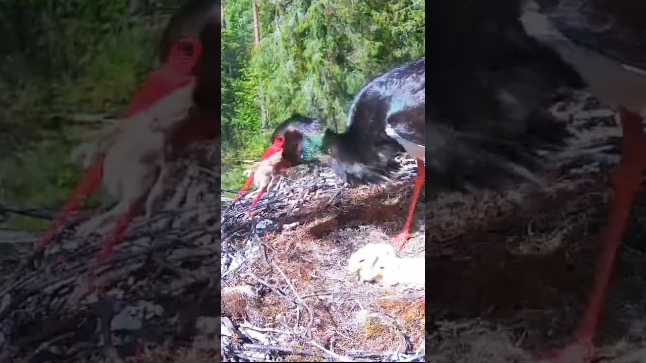 #blackstork #nest #birds #nature #wildlife #animals