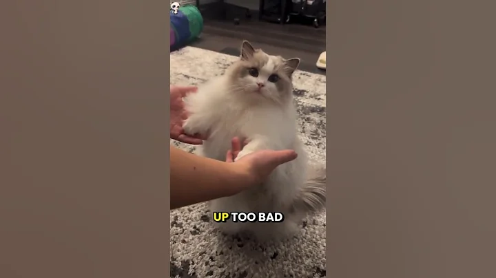 Video 11153551: ragdollcat cat, cat adoption, cat doll