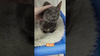 Adoptable Cats At Florida Animal Shelter