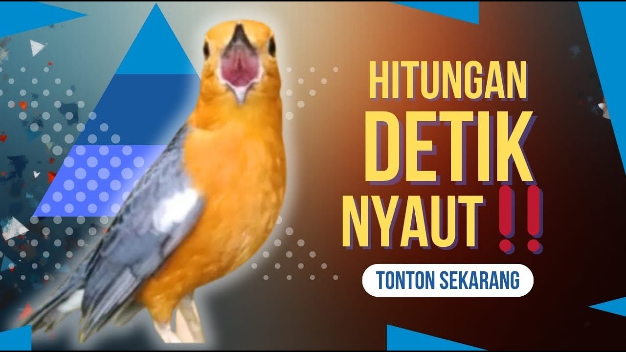 CEPAT RESPON! 1000% efektif buat pancingan Anis merah bisu macet total biar bunyi kembali | 22