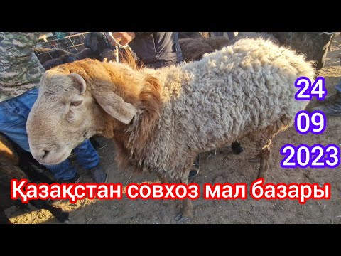 Шардара ауданы. Қазақстан