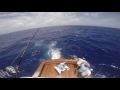 2016 Bermuda Billfish Blast | Team Chasin Tail | Blue Marlin