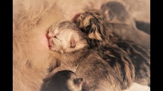 Новорожденные КОТЯТА 🐱 Сколько котят родила Эльза 🐈?