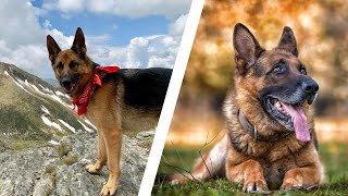 8 Things You Must Never Do to Your German Shepherd by Knowledge Inshort 329 views 6 months ago 3 minutes, 15 seconds