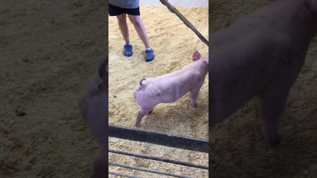 241 Yorkshire Boar YouTube