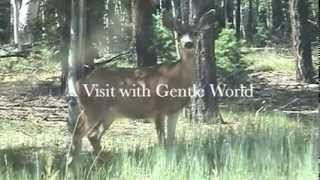 Sundance2004 - The Gentle World