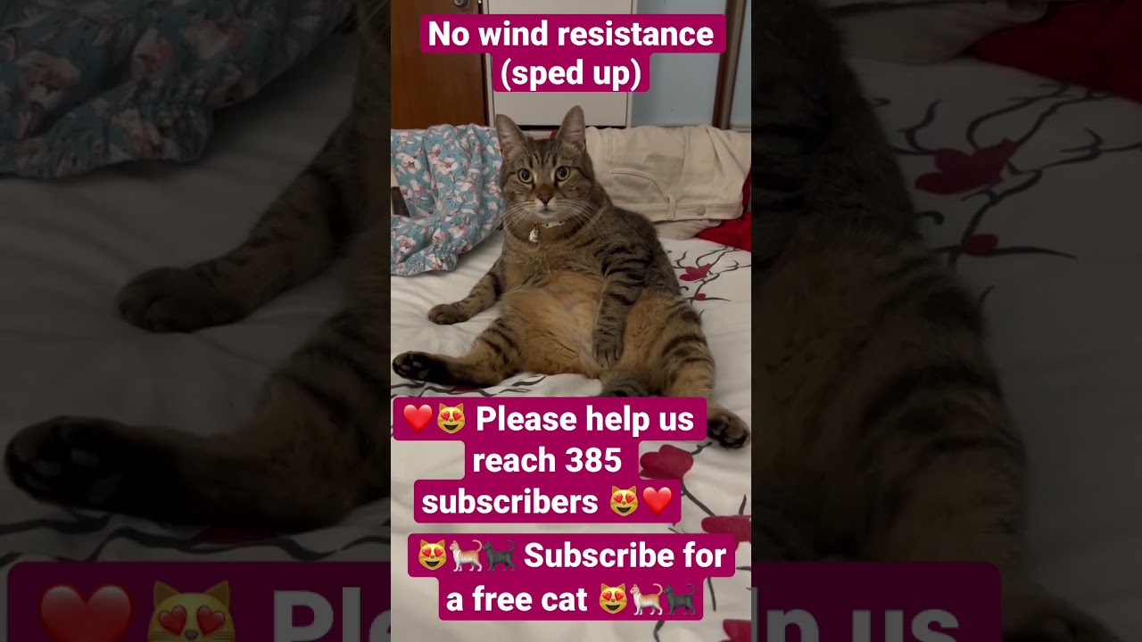 No wind resistance cat addition 