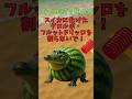【イタリアンブレインロットクイズ】グロルボ•フルットドリッロが化けたスイカを割らないで！ #italianbrainrot ​ #ミーム #shorts