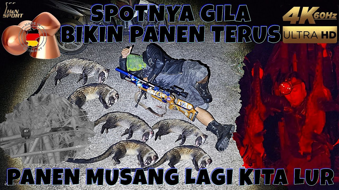 BERBURU MUSANG LUWAK DIMALAM HARI |BERBURU MUSANG PANDAN PANEN LAGI KITA |NIGHT VISION PARD